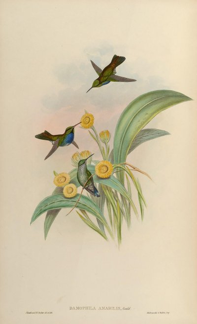 Damophila amabilis = Amazilia amabilis by John Gould
